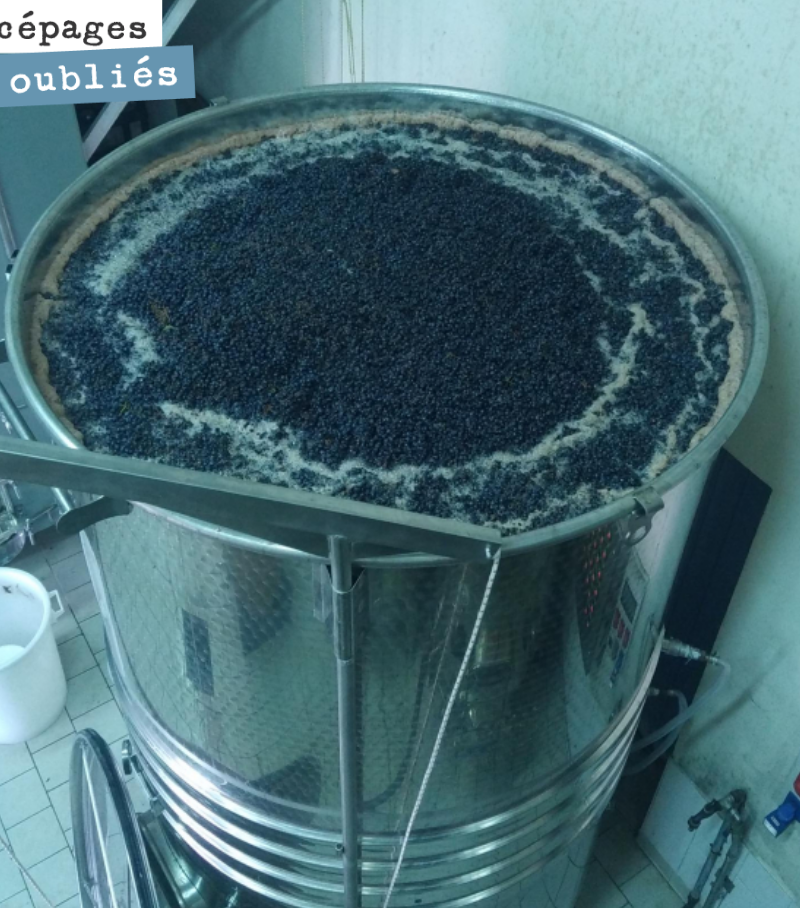 This 50-hl tank is brim-full of Jurançon noir, Mérille, Castets, Bequignol and Petit verdot to craft a fruit-forward cuvée of forgotten grape varieties.
We'll need to draw off some juice so it doesn't ove...