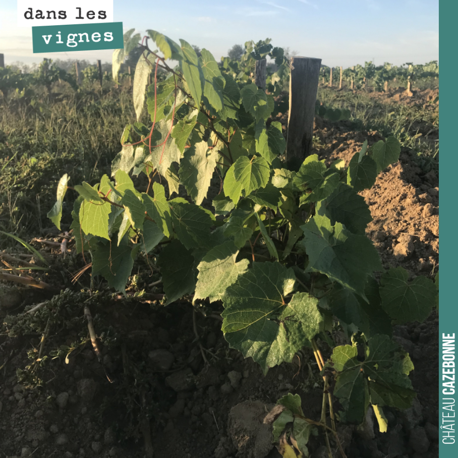 Our rootstocks have grown well since being planted in June.
We will be able to top-graft them in 2024, with 57 rows for 57 historical Bordeaux grape varieties.
This plot will allow us to...