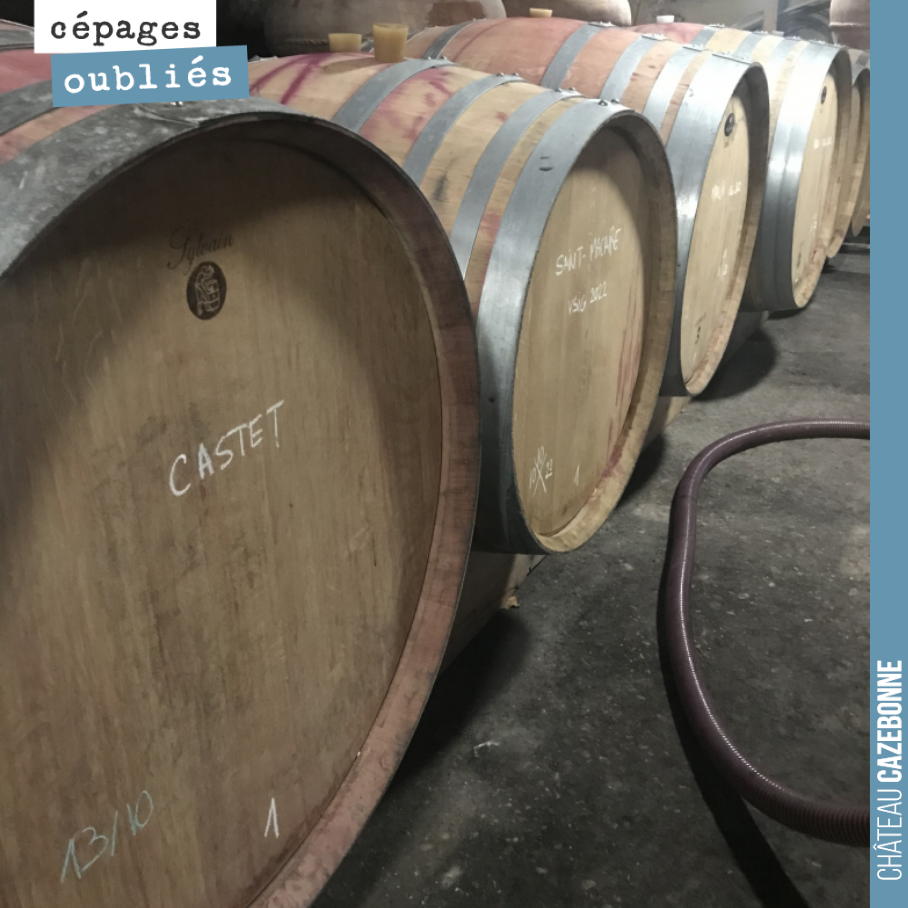 Ageing now begins for the forgotten grape varieties. Mancin, Castets, Saint-Macaire and other Bouchalès are heading into their respective barrels and amphorae for 12 to 18 months of ageing. We will...