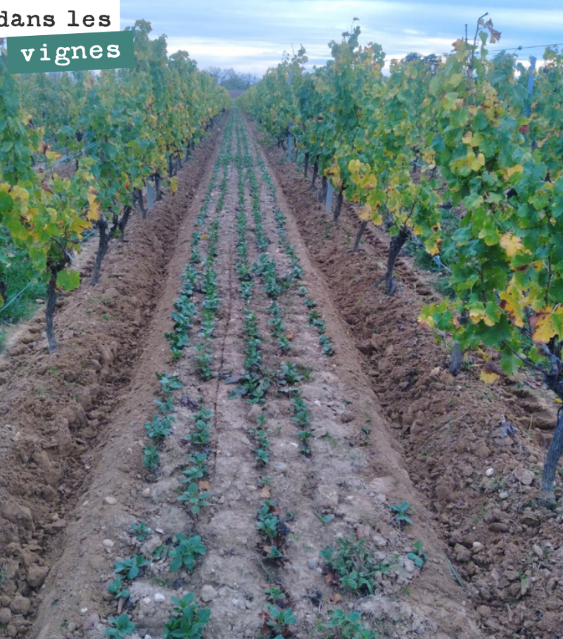 Autumn earthing-up for our vines. They are now ready for the winter!
The cover crops are making the most of the 13 mm of rain that fell on Friday. It was much needed!