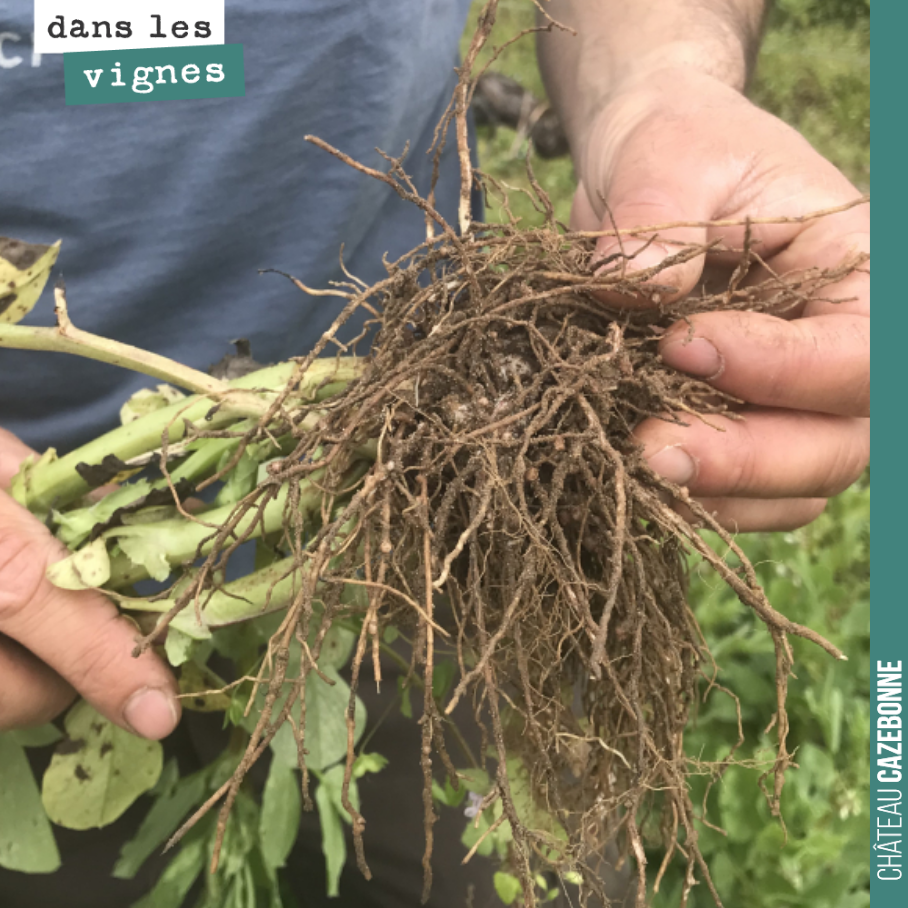 Florian inspecting the root nodules on the faba beans in our cover crops. 
Faba beans have the capacity to fix atmospheric nitrogen through these nodules, a sign of symbiosis between the plant ...