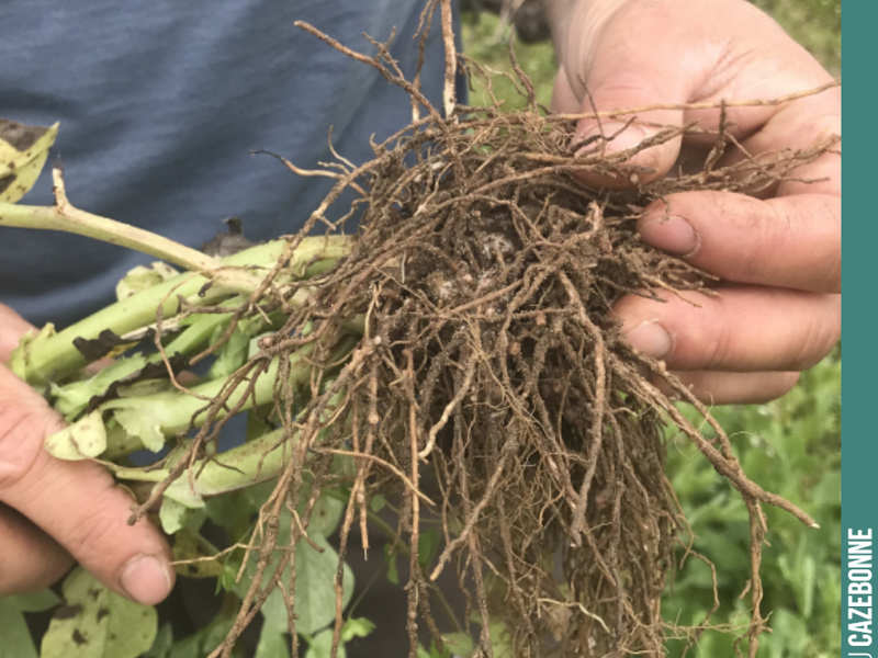 Florian inspecting the root nodules on the faba beans in our cover crops.
Faba beans have the capacity to fix atmospheric nitrogen through these nodules, a sign of symbiosis between the plant ...