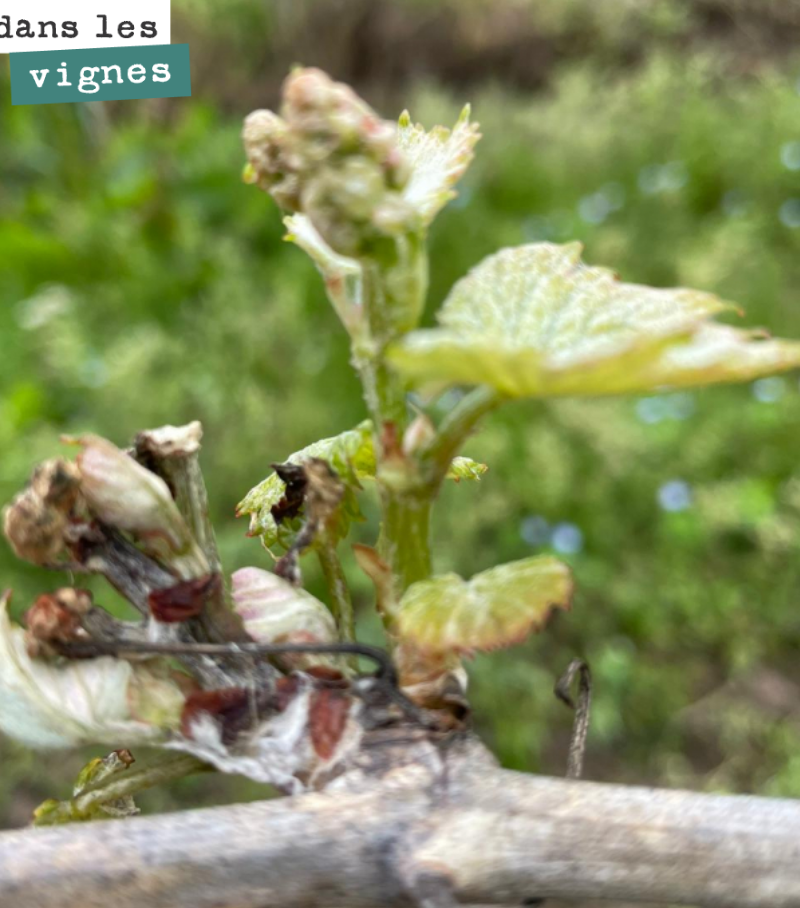 Nous avons un peu gelé le 5 avril, sur des jeunes vignes, sur les parcelles plus gélives.
Mais comme toujours la vie reprend, la sortie est belle malgré tout avec des grappes en perspective.