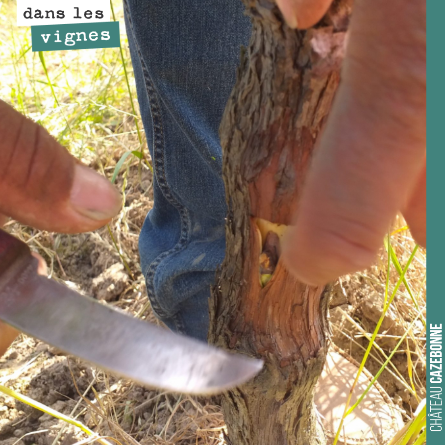 This weekend, we are top-grafting! Especially the magnificent Mancin, Saint-Macaire, Pardotte and Carménère!

All our vines are now planted as rootstocks with in situ top-grafting on...