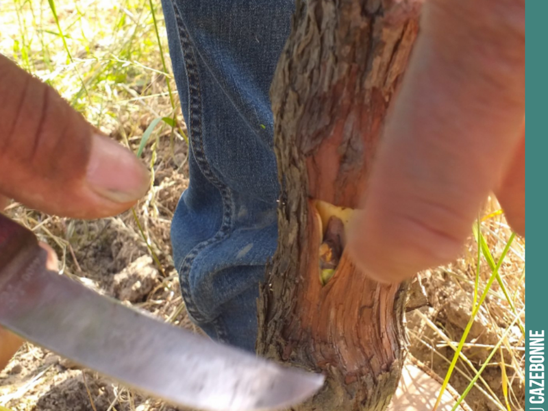 This weekend, we are top-grafting! Especially the magnificent Mancin, Saint-Macaire, Pardotte and Carménère!
All our vines are now planted as rootstocks with in situ top-grafting on...