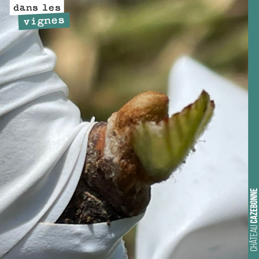 Top-grafting Mancin onto 101-14 rootstock.
A cool terroir perfectly suited to this high-quality rootstock that is 101-14.
A grape variety that surprises us year after year.
We are going to m...