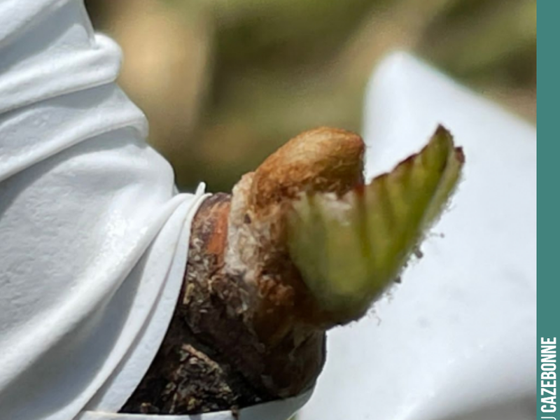 Top-grafting Mancin onto 101-14 rootstock.
A cool terroir perfectly suited to this high-quality rootstock that is 101-14.
A grape variety that surprises us year after year.
We are going to m...