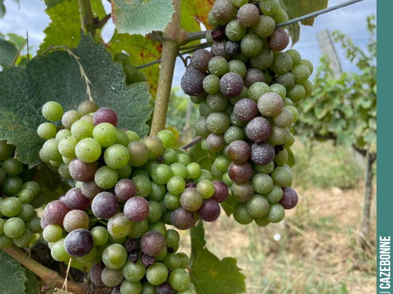 This year, Jurançon Noir confirms its later-ripening character (budburst, veraison). We should harvest it in late September. A hardy grape variety that largely steered clear of...