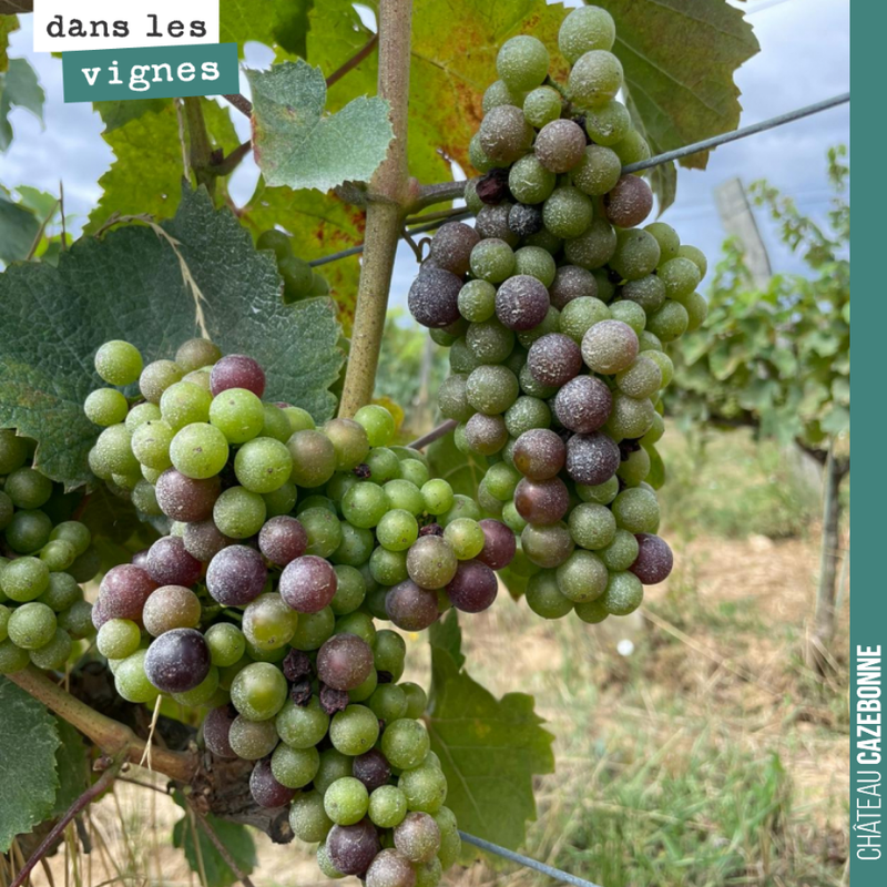 This year, Jurançon Noir confirms its later-ripening character (budburst, veraison). We should harvest it in late September. A hardy grape variety that largely steered clear of...