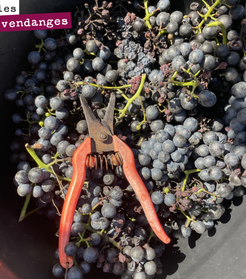 Clap de fin des vendanges.
Nous avons fini hier, le 7 octobre, avec nos cépages tardifs expérimentaux : gros cabernet, gros verdot et autres blanc auba.
Quelques grappes pour voir ce que donnent ce...