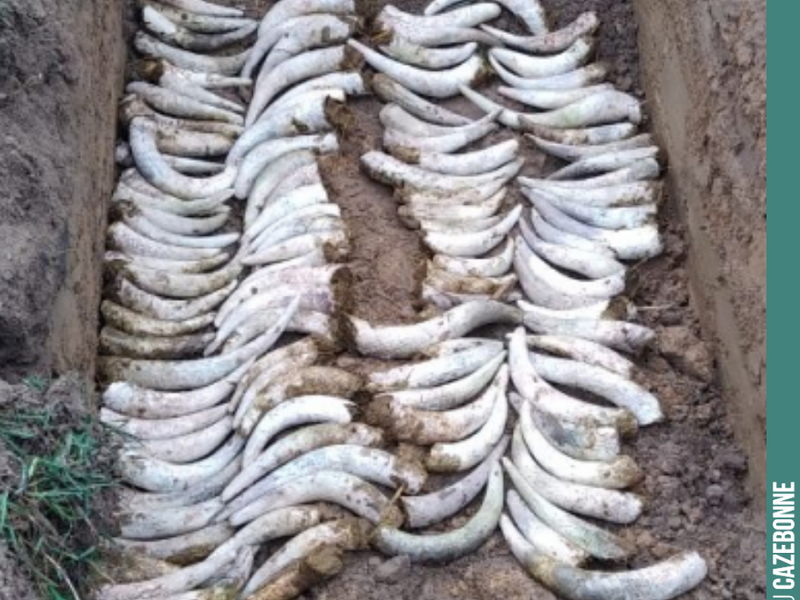 Horn-filling at Cazebonne!