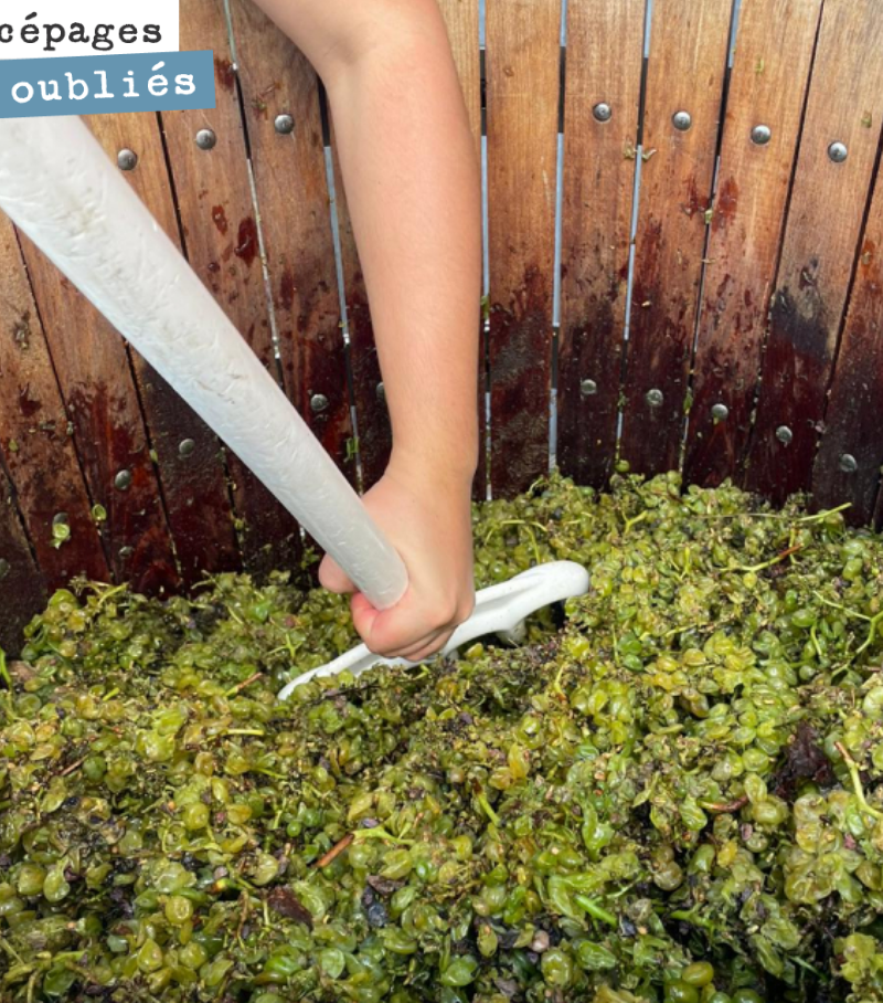 Notre travail de recherche autour des cépages oubliés de Bordeaux continue. Micro vinification en cours sur le cépage Prueras.
Nous sommes convaincu que la riche histoire ampélographique de la Giro...