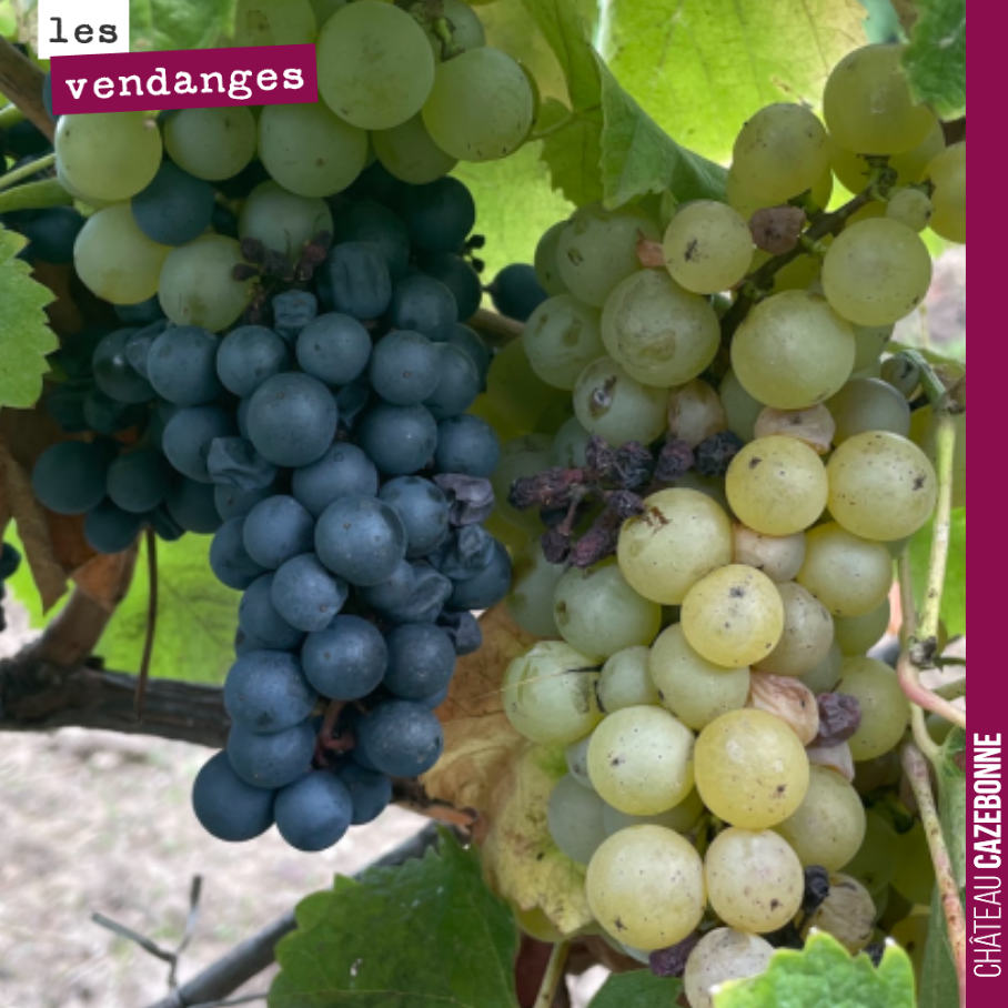 Castets and Sémillon on the same vine. How is this possible?

In 2019, we top-grafted this plot of Sémillon with Castets and Mancin. Here, the graft took well (Ca...