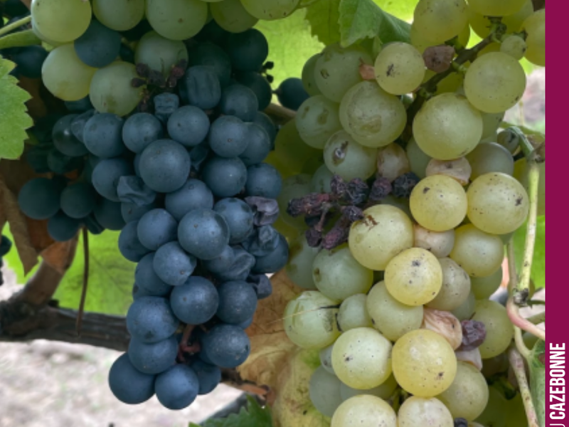 Castets and Sémillon on the same vine. How is this possible?
In 2019, we top-grafted this plot of Sémillon with Castets and Mancin. Here, the graft took well (Ca...