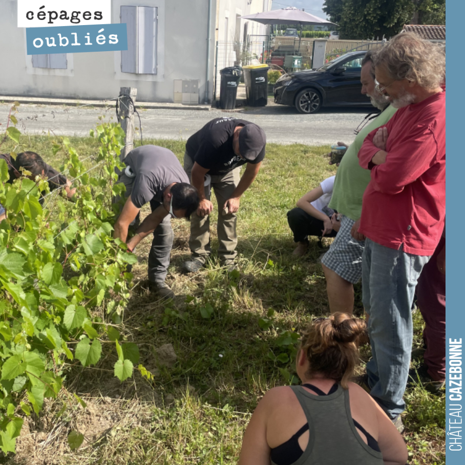 Solidarity among @bordeauxpirate is sacred!
Around a hundred of us gathered on 8 June to learn the art of vine grafting. Moving from theory to practice...