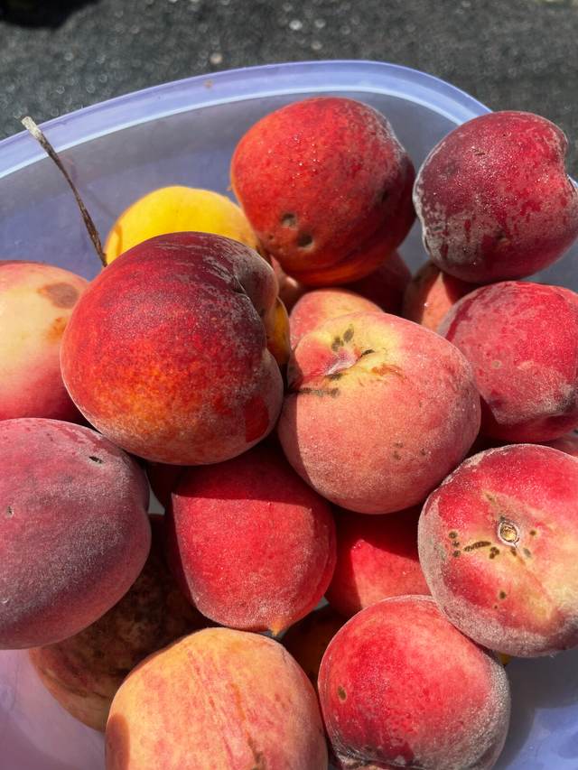 Pêches Alain Breuille, dans nos vignes