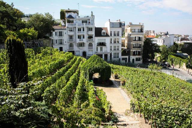 Le vignoble de Montmartre, témoin d’une viticulture urbaine résiliente