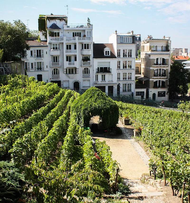 Le vignoble de Montmartre, témoin d’une viticulture urbaine résiliente