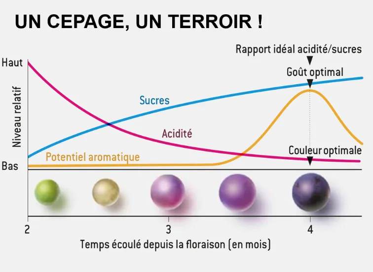Courbe de maturation du raisin