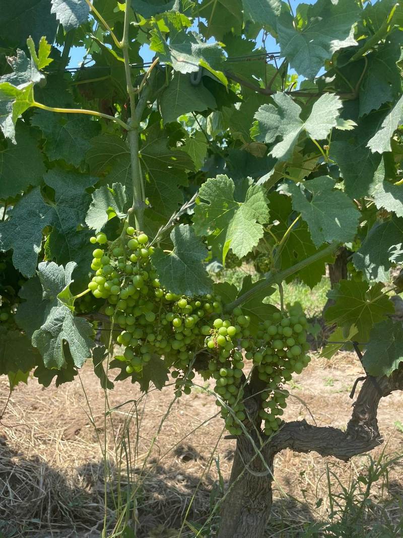 Vignes sous 40°C