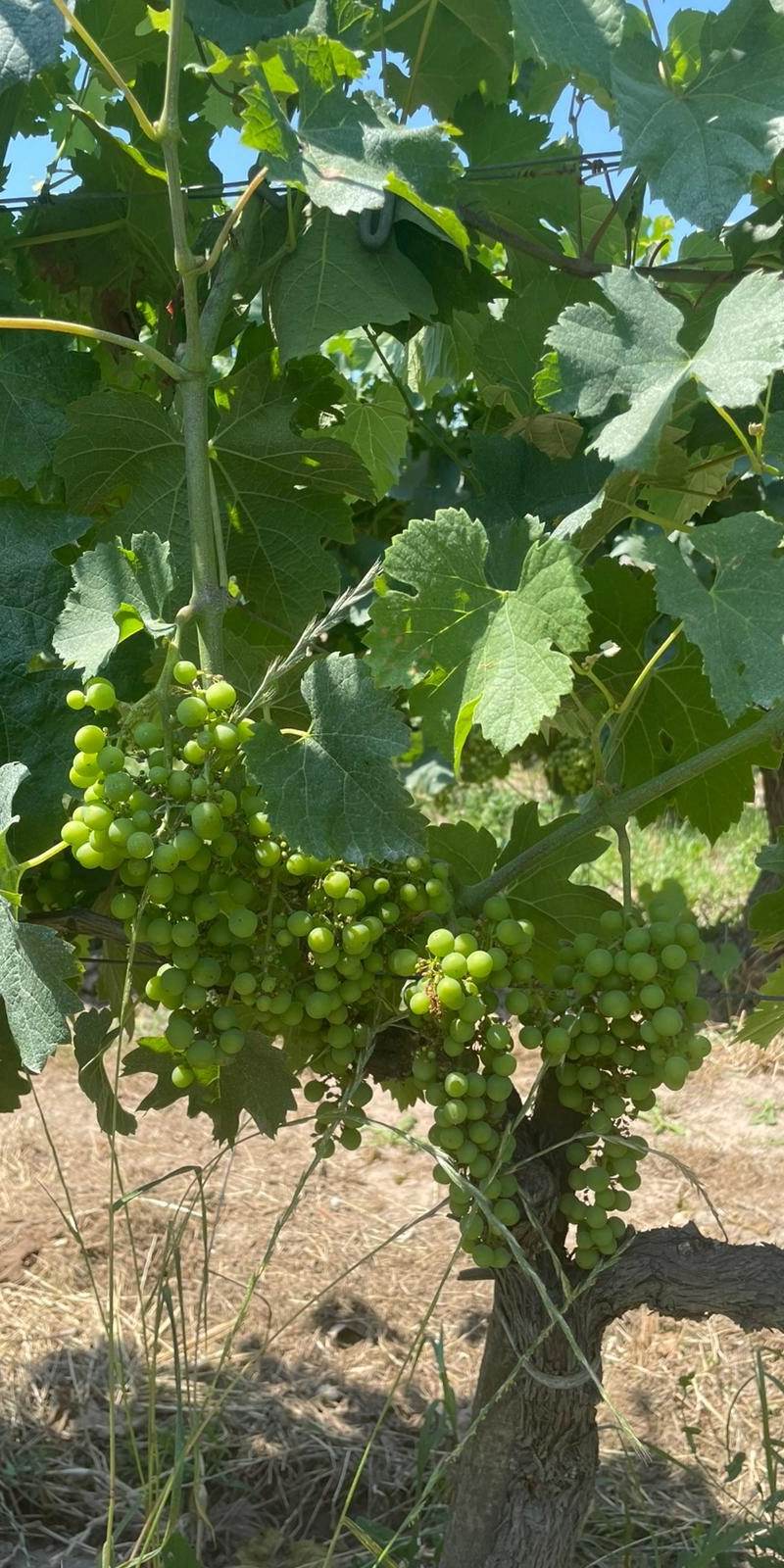 Vignes sous 40°C