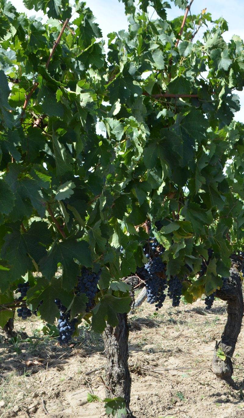 Le vignoble