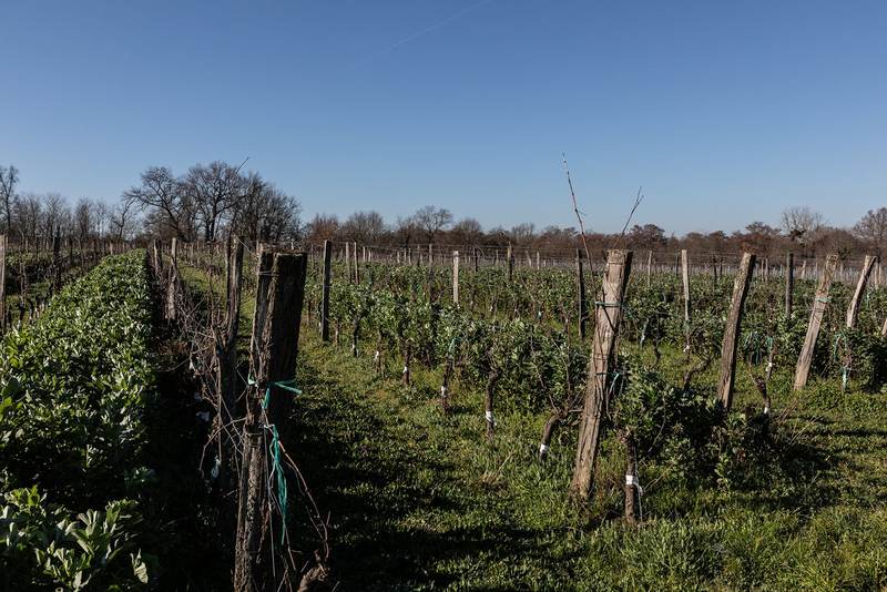 Le vignoble © antoninbonnet.com (3)