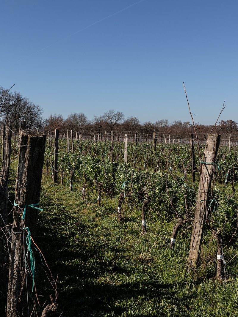 Le vignoble © antoninbonnet.com (3)