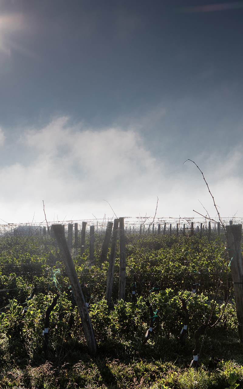 Heritage grape vines in the sunshine