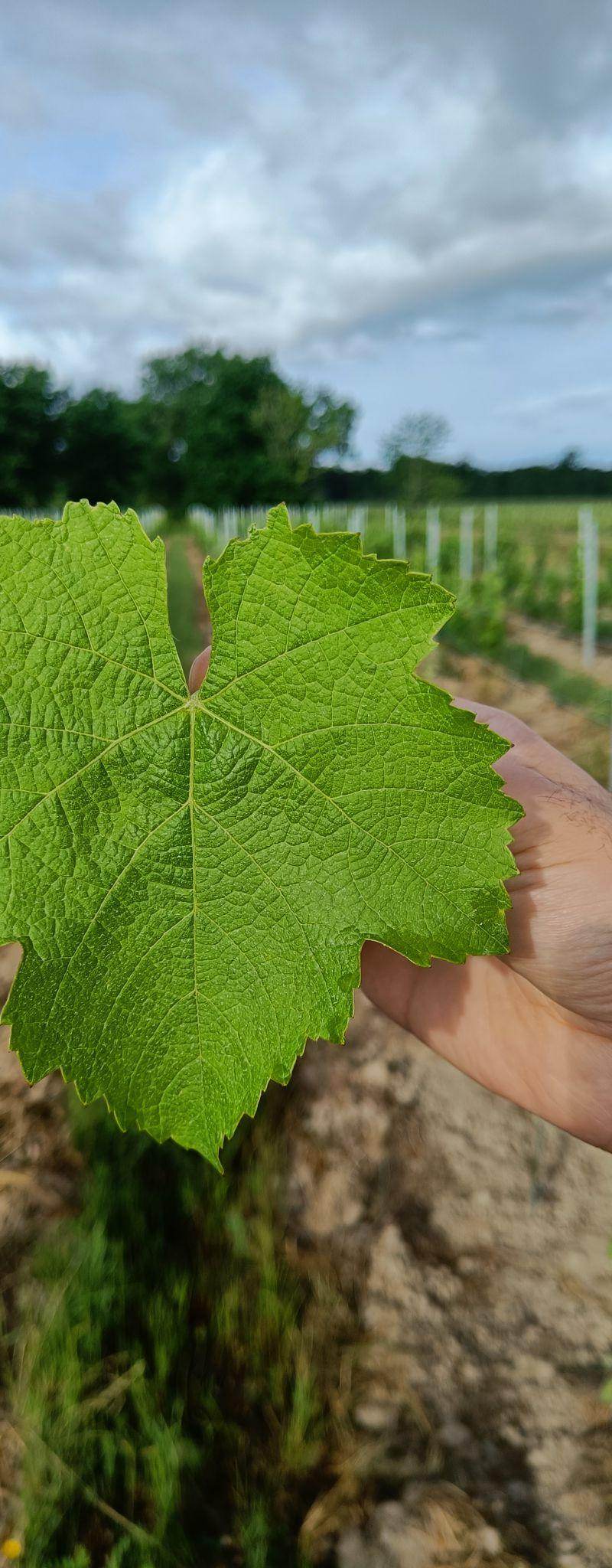 Feuille du cépage Fer Servadou
