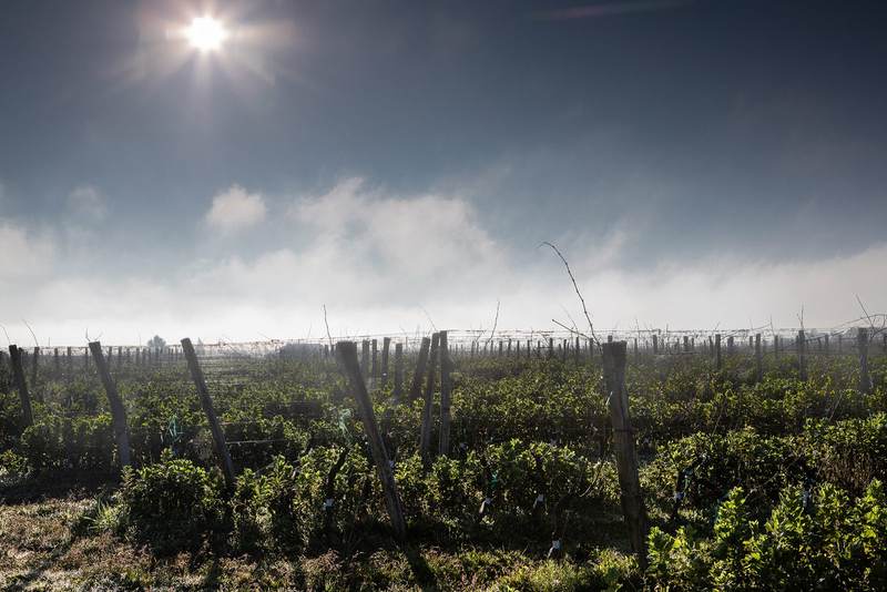 Le vignoble © antoninbonnet.com