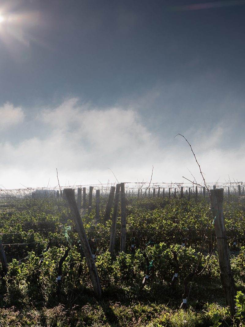 Le vignoble © antoninbonnet.com