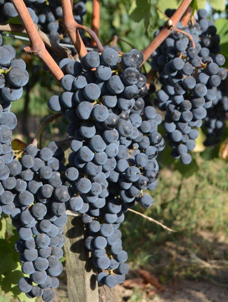 Merlot