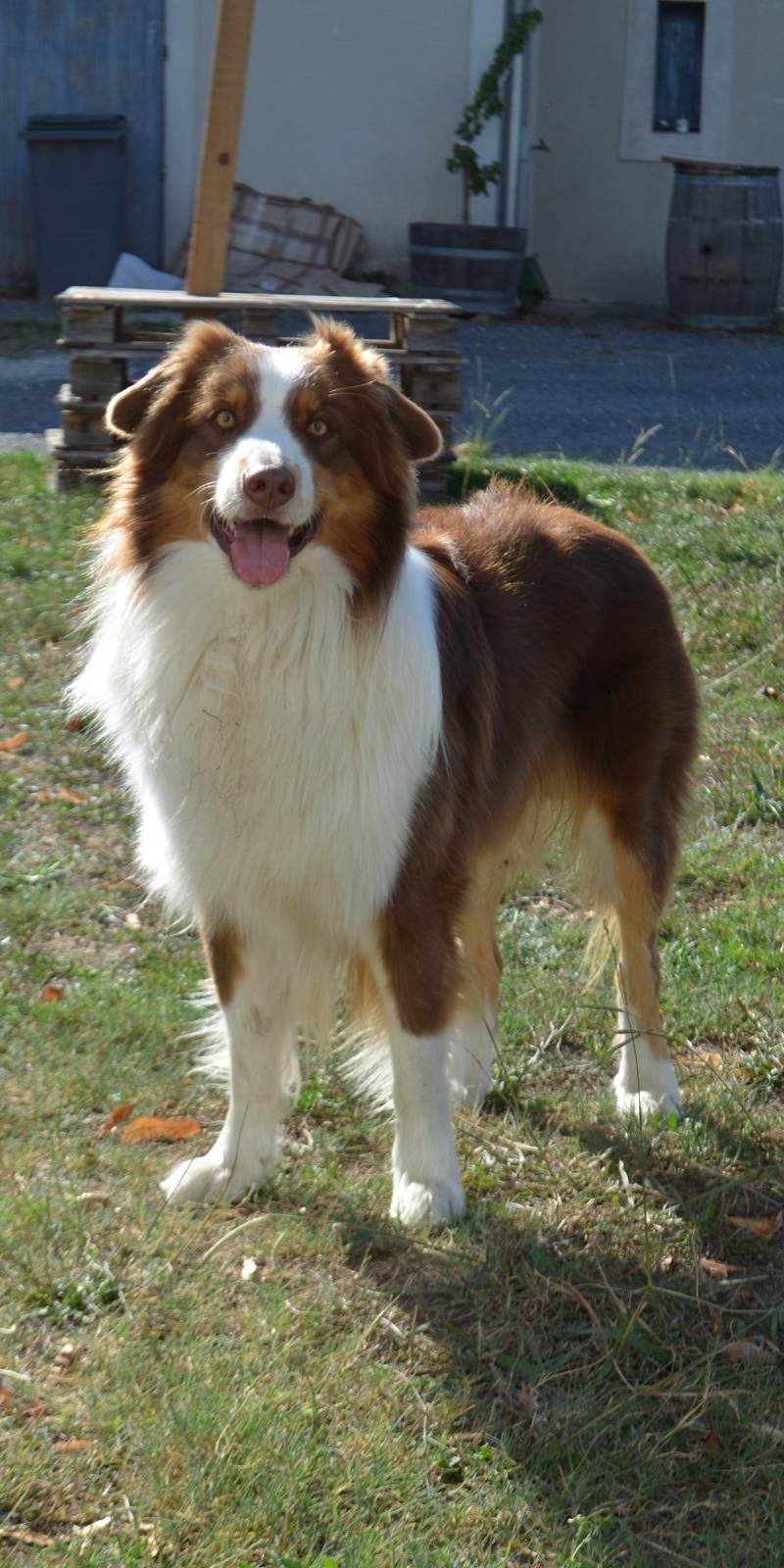 Pablo, la mascotte