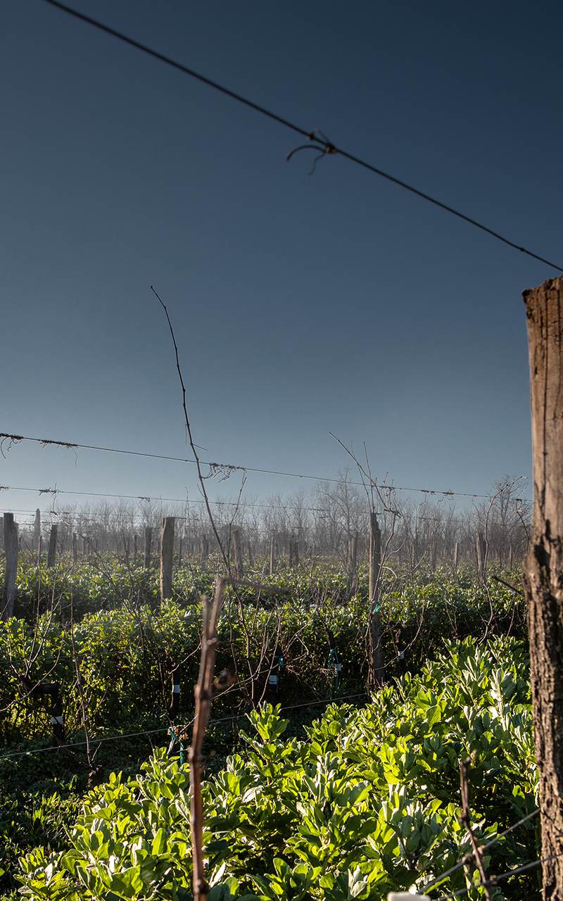 Vines and landscape of the Graves of Bordeaux