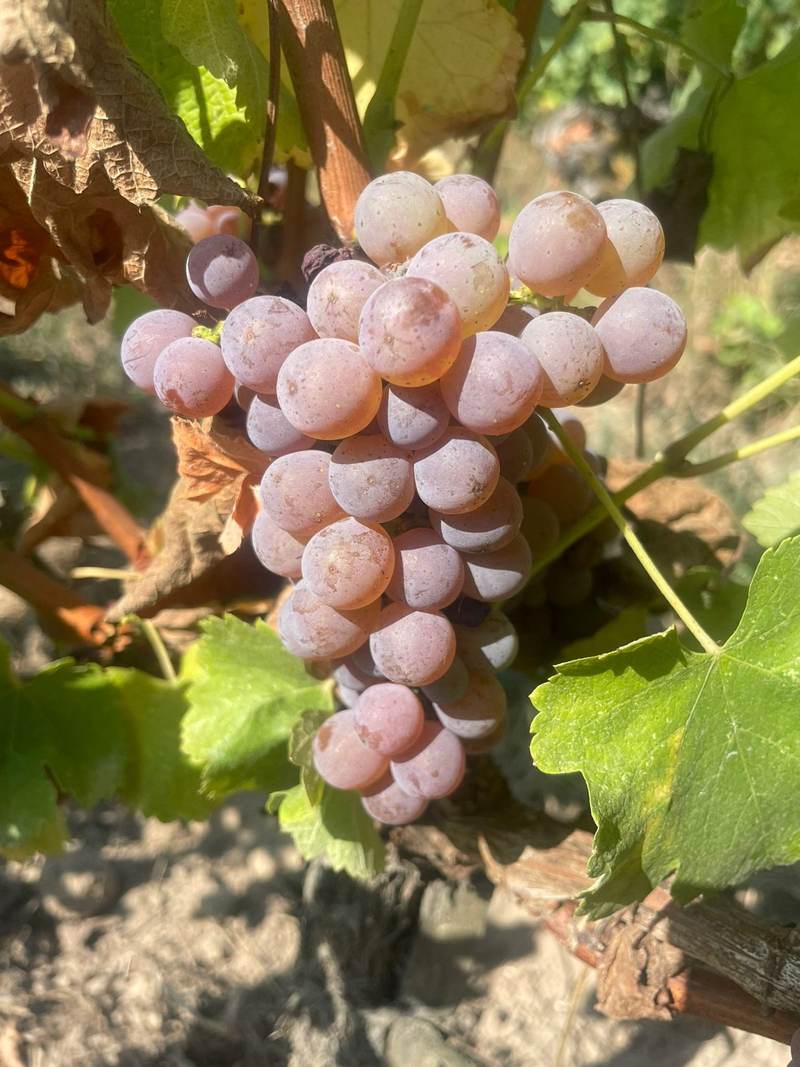 Sauvignon gris