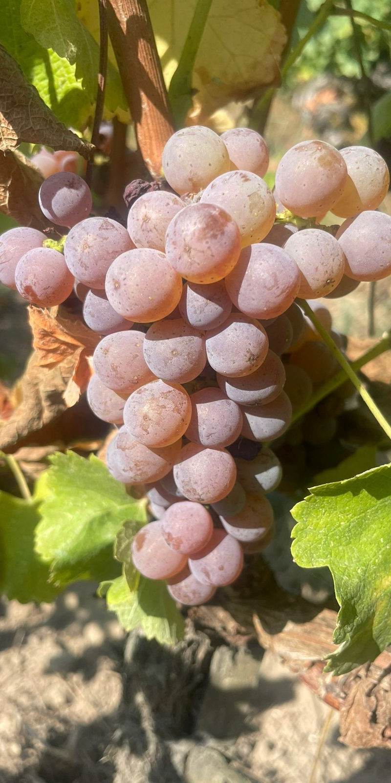 Sauvignon gris