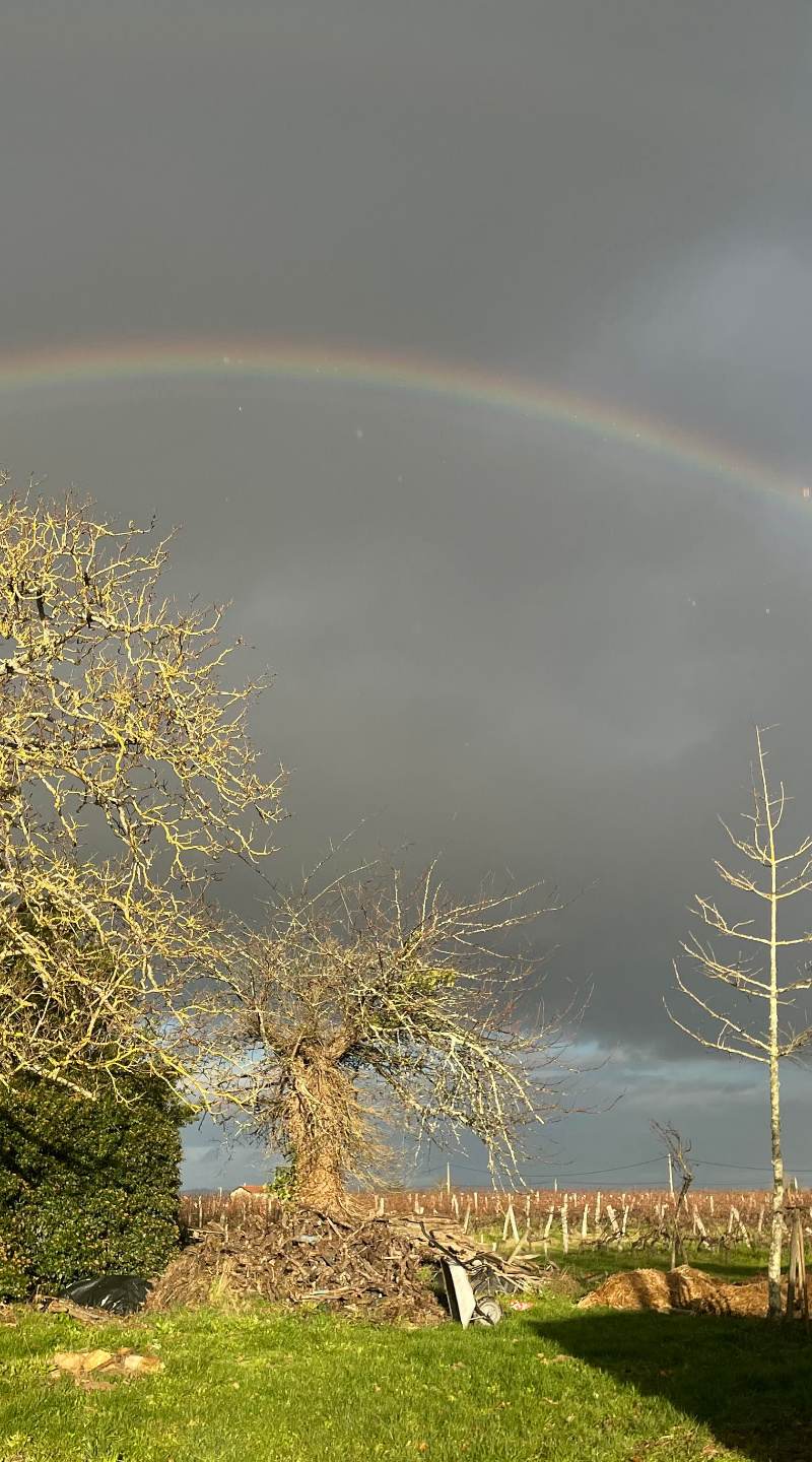 Château Cazebonne vines under a rainbow