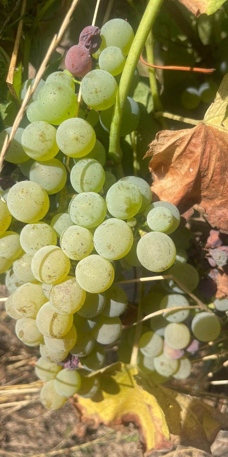 Sauvignon blanc