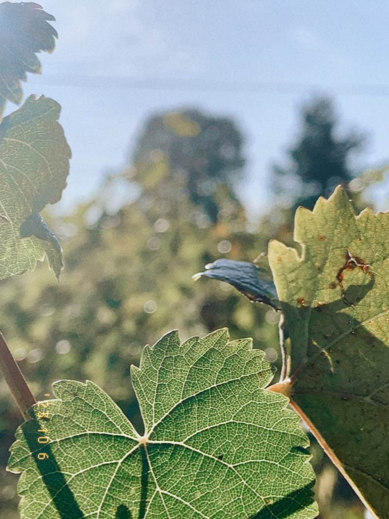 La vigne