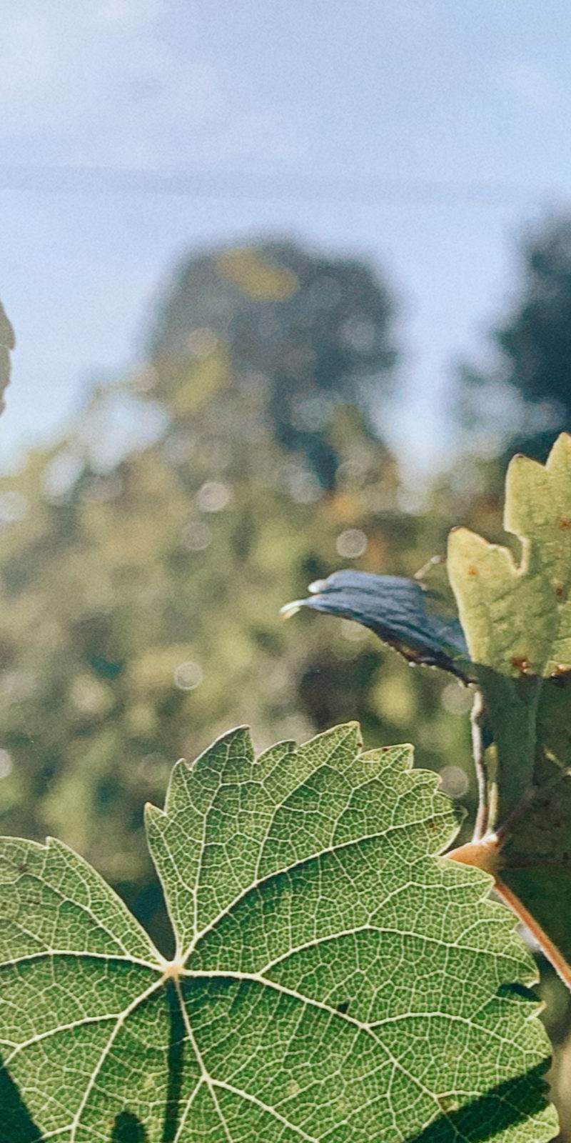 La vigne