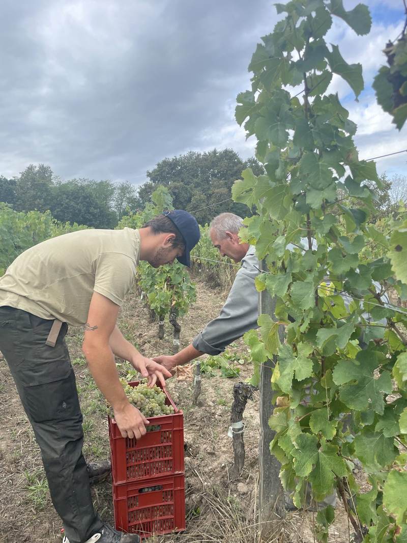 Dans les vignes