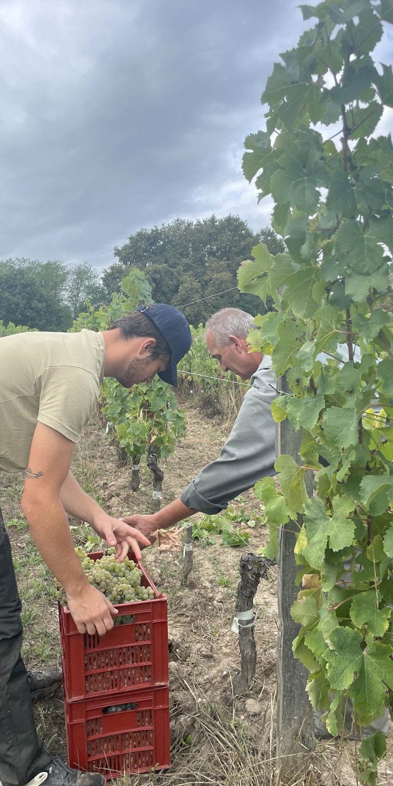 Dans les vignes