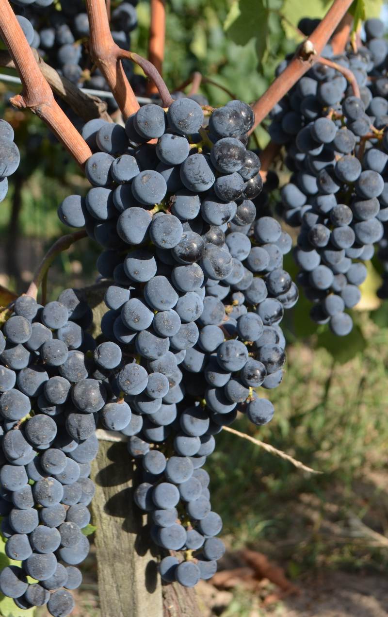 Bunch of grapes in the Château Cazebonne vineyard
