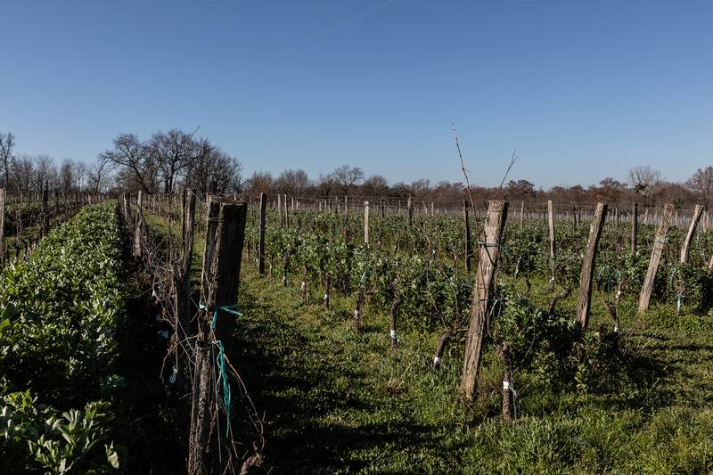 Vines of the heritage grape range at Château Cazebonne