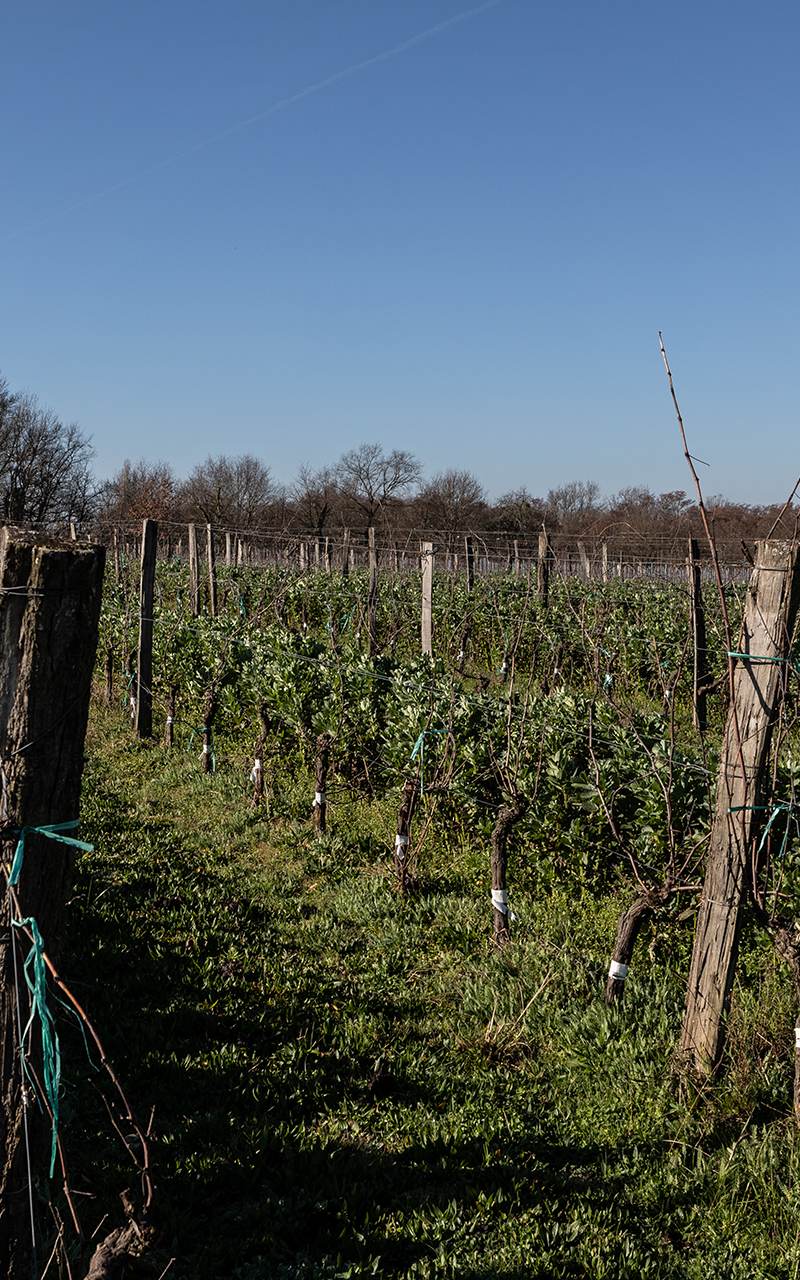 Gravel soil and vines at Château Cazebonne