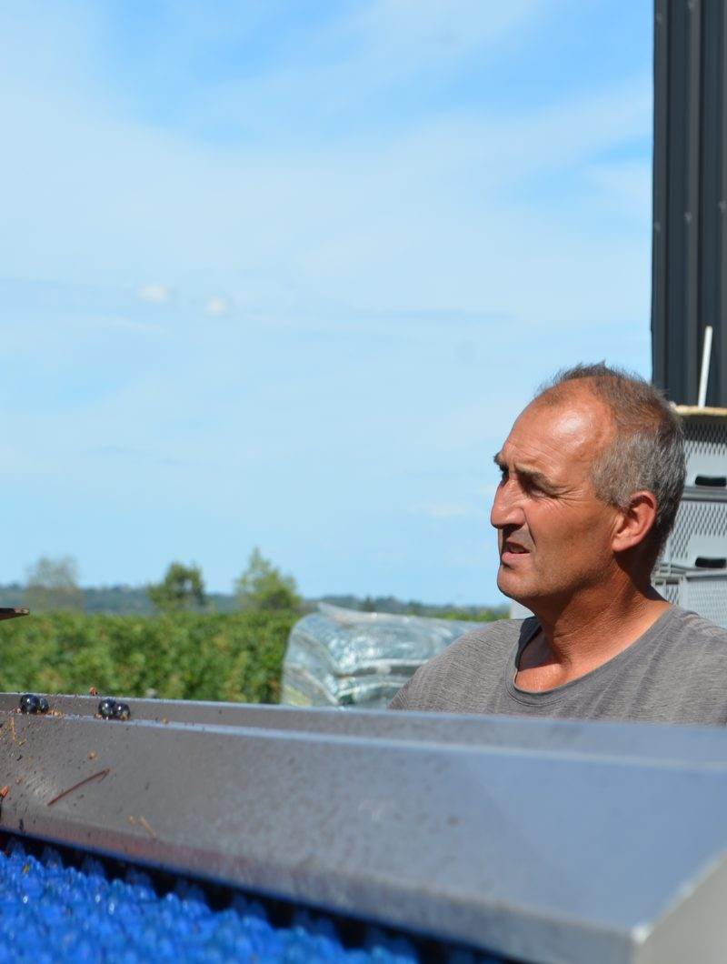 Vendanges en équipe