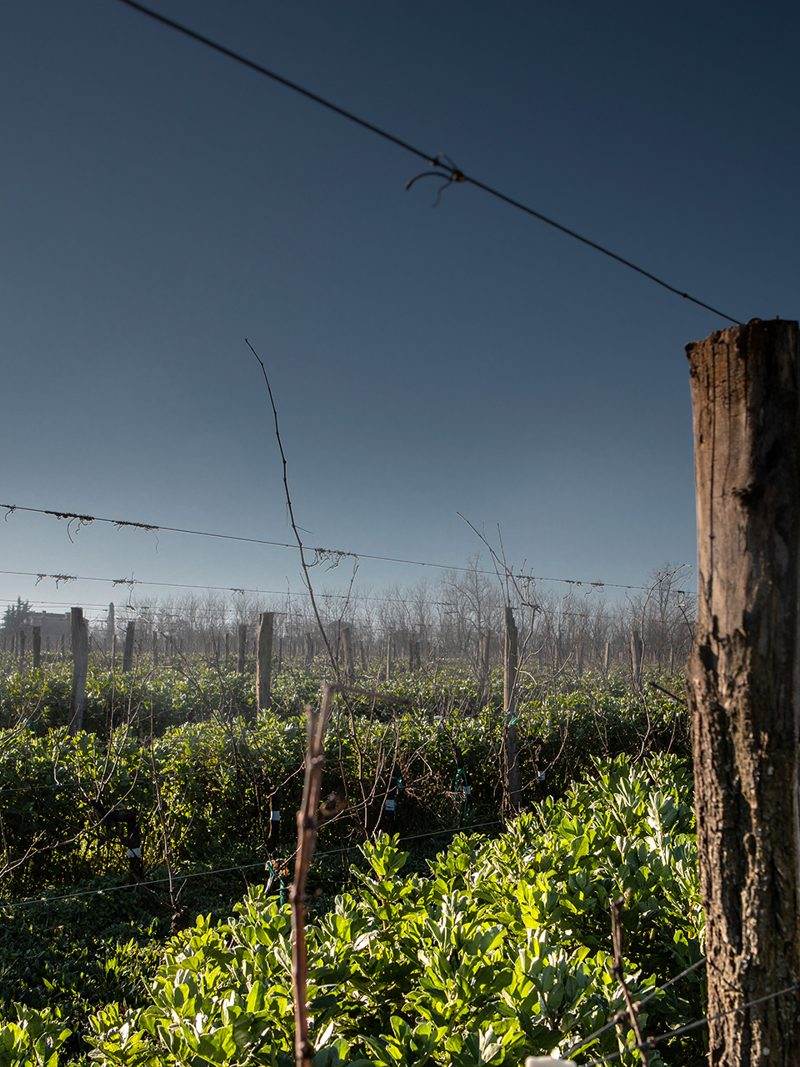 Le vignoble © antoninbonnet.com (2)