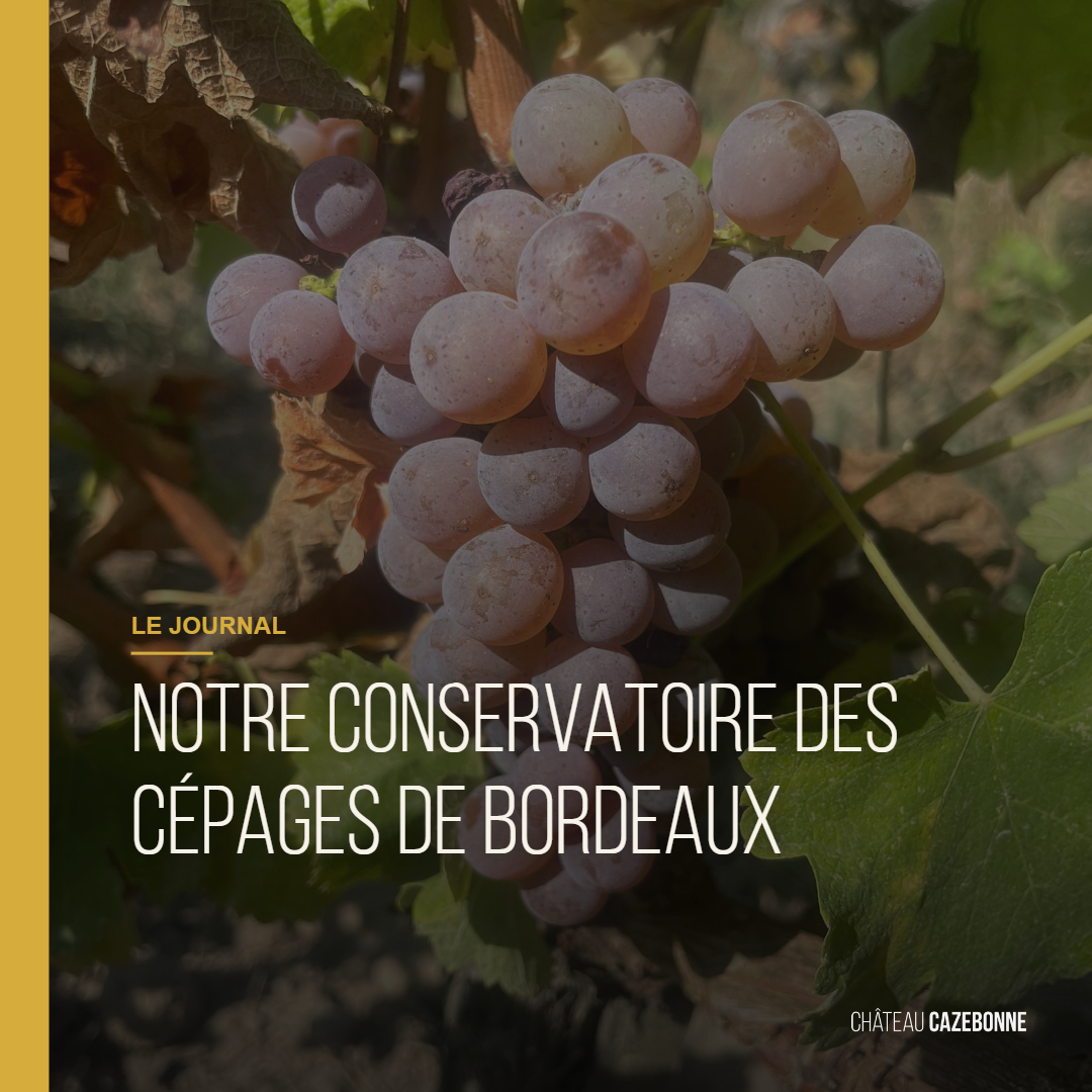 Notre conservatoire des cépages de Bordeaux