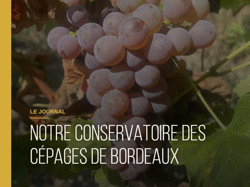 Notre conservatoire des cépages de Bordeaux